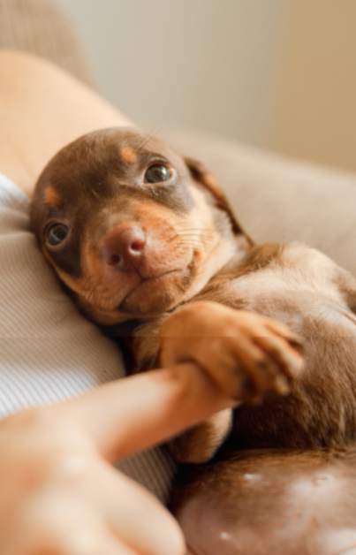 Adorable-brown-Dachshund-puppy-lying-on-unrecognizable-owner-hands