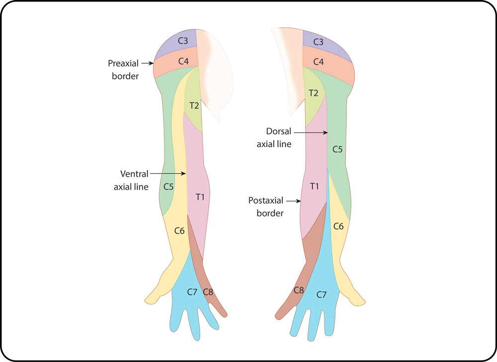 Dermatomes Your Simple Guide To The Nerve Map On Your Skin Obiaks