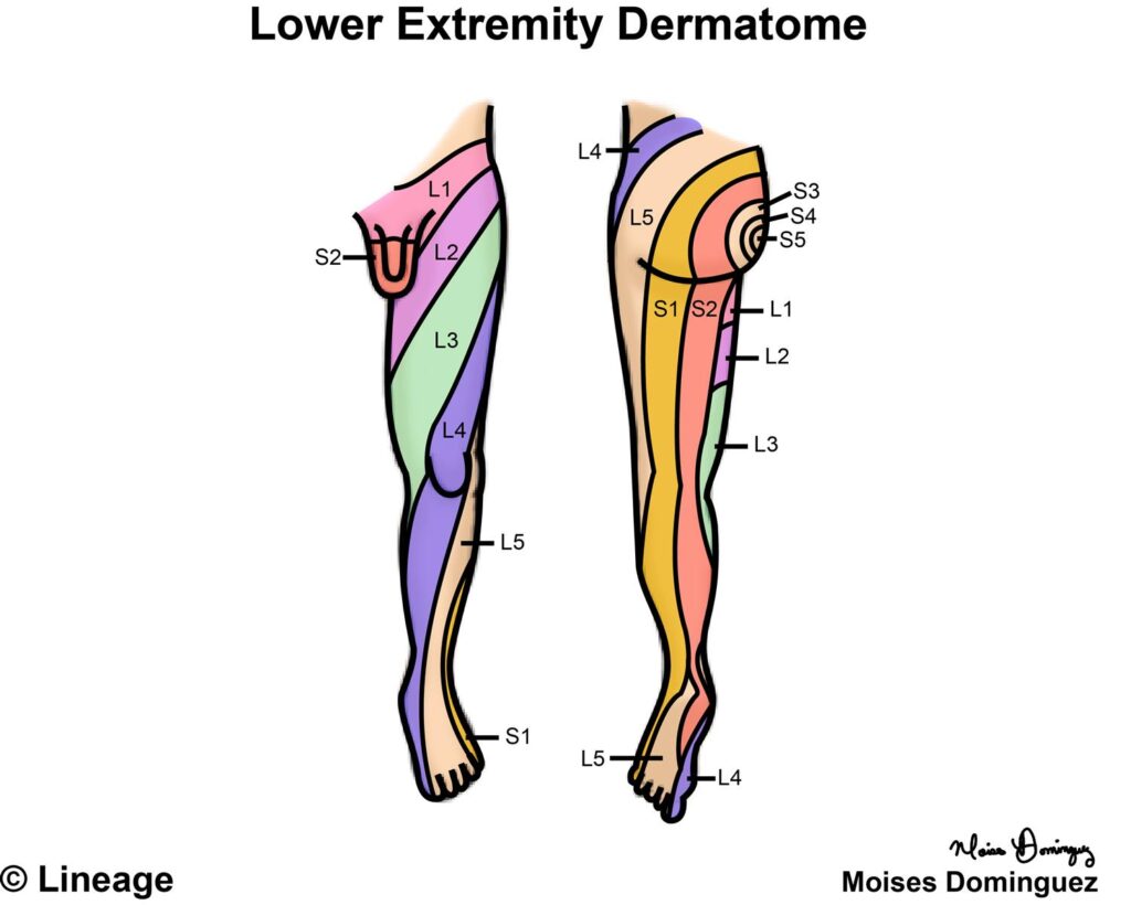 Lower Extremity