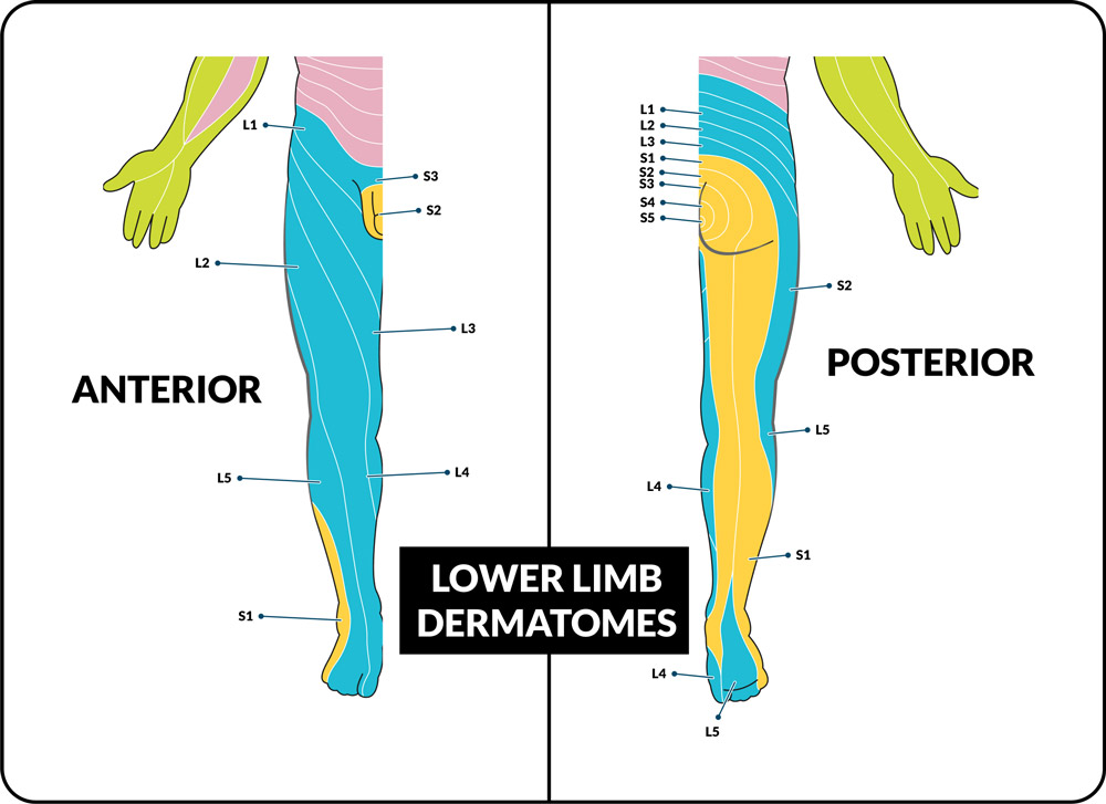 Dermatomes Chart Dermatomes Chart