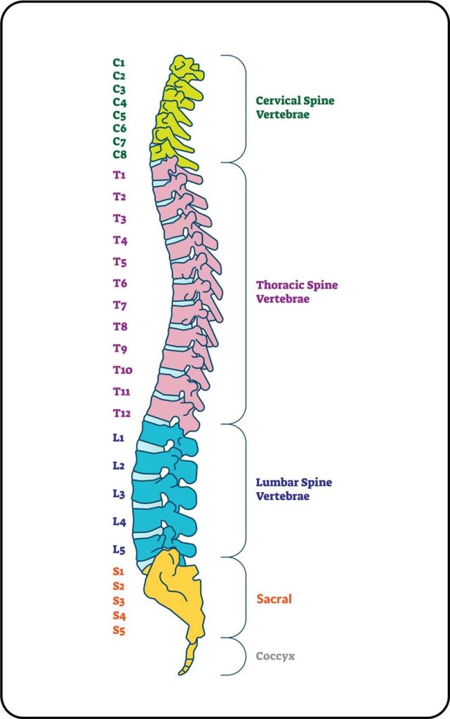 Spinal Nerve Map